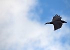 Raaf (Corvus corax) Ogii Nuur 14-08-2016 (1)
